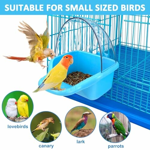 Bird feeder with small colorful birds including lovebirds, canary, lark, and parrots.