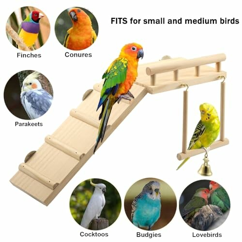 Wooden bird playground with a parrot and labeled images of finches, conures, parakeets, cockatoos, budgies, and lovebirds.