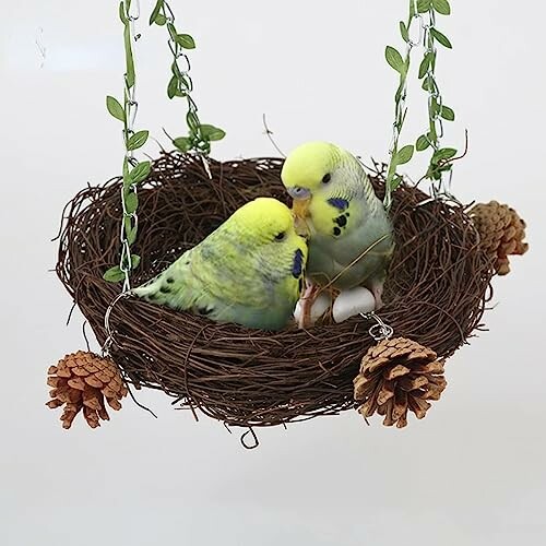 Two budgies in a hanging nest with eggs.