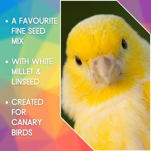 Yellow canary bird with seed mix details.