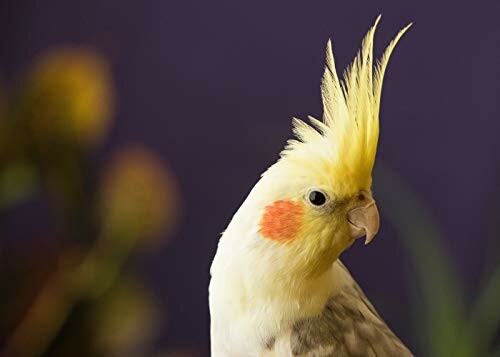 Yellow cockatiel with crest against a dark background, representing the joy of healthy birds.