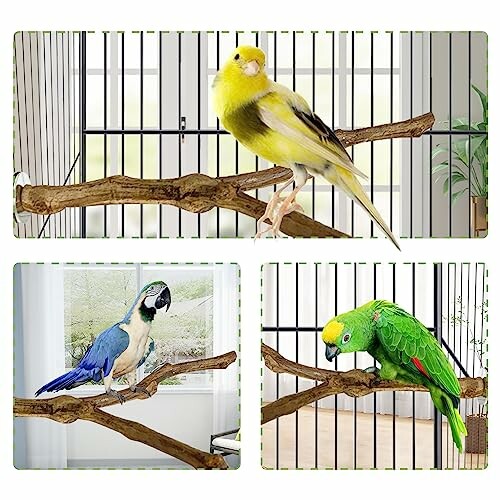 Three birds on wooden branches inside a cage.