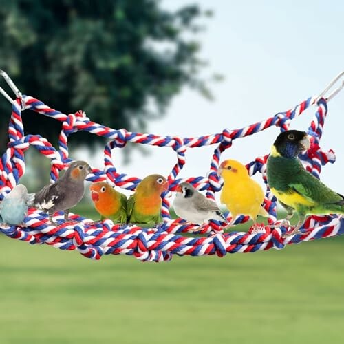 Group of colorful birds perched on a woven rope hammock.