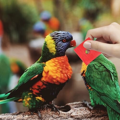 Two colorful parrots, one being fed by a hand.