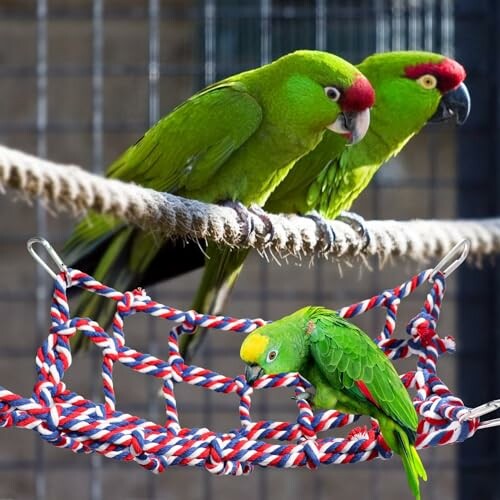 Three green parrots on a rope and netting