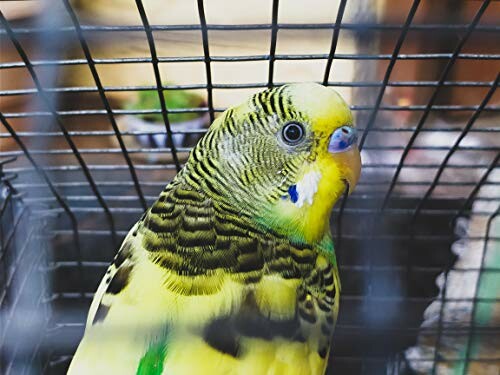 Green and yellow budgie in a cage.