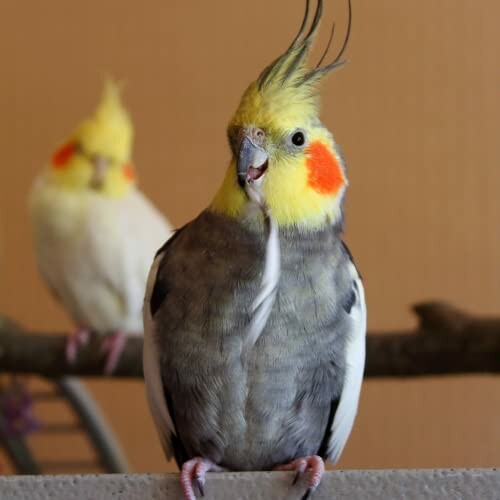 Two cockatiels perched on a branch