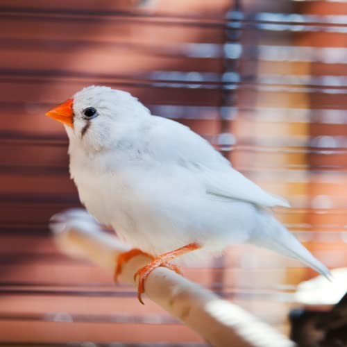 White bird with orange beak perched on a branch.