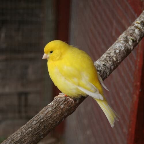 Yellow canary perched on a branch.